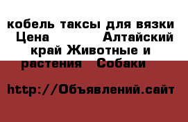 кобель таксы для вязки › Цена ­ 1 500 - Алтайский край Животные и растения » Собаки   
